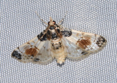 Analyta calligrammalis