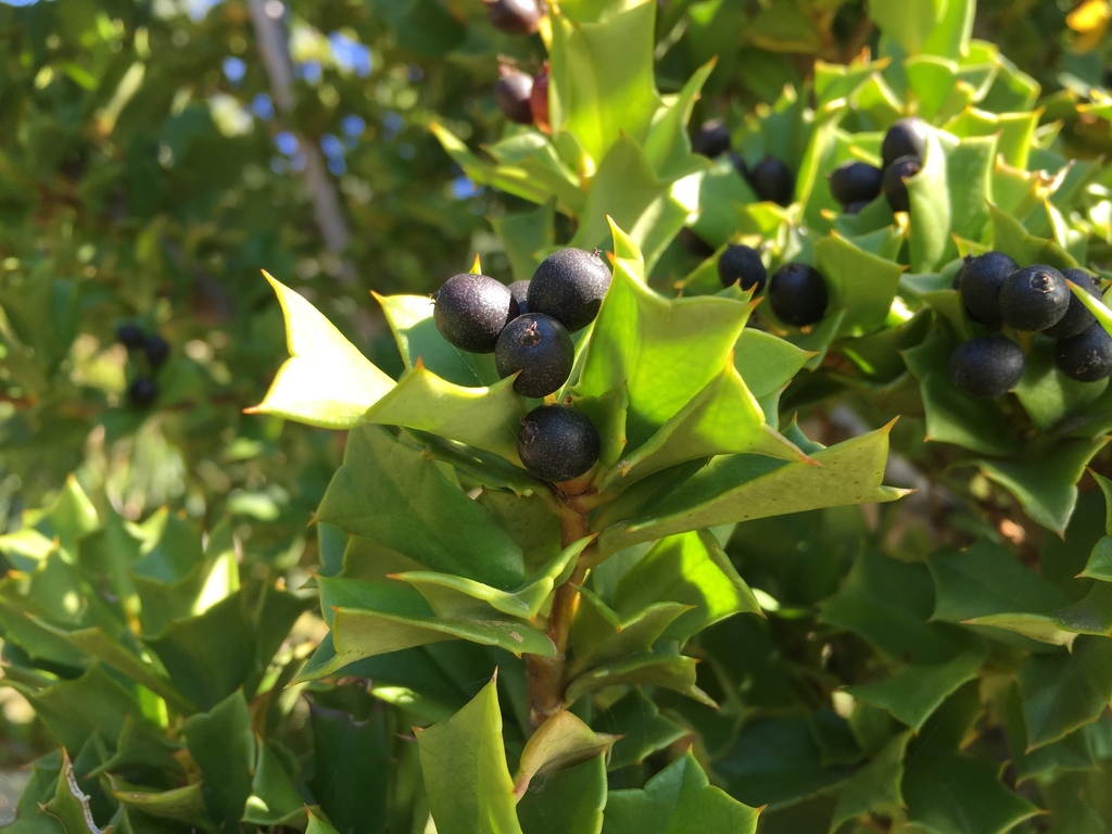 Chilean broadleaf