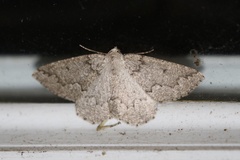 Sabulodes packardata