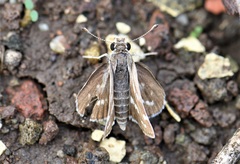 Taractrocera maevius