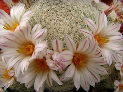 Mammillaria lenta