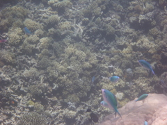 Chromis atripectoralis