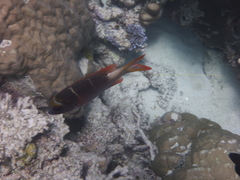 Monotaxis heterodon