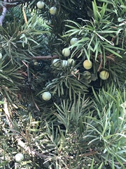 Afrocarpus gracilior