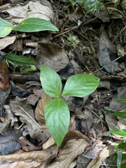 Desmodium axillare