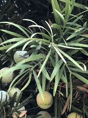 Afrocarpus gracilior