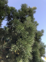 Afrocarpus gracilior