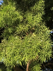 Afrocarpus gracilior