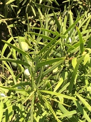 Afrocarpus gracilior