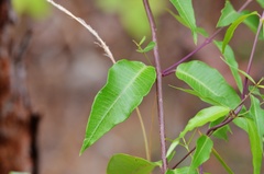 Periploca sepium