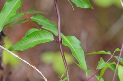 Periploca sepium