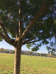 Afrocarpus gracilior