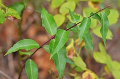 Periploca sepium