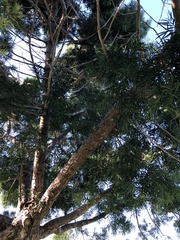 Afrocarpus gracilior