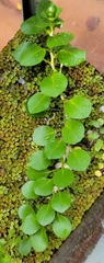 Ludwigia helminthorrhiza