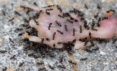 Nylanderia bourbonica