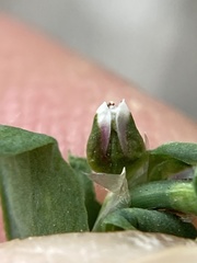 Polygonum buxiforme