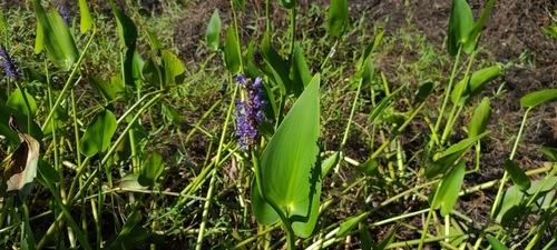 Pontederia cordata var. cordata image