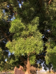 Afrocarpus gracilior