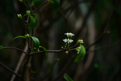 Daphne kiusiana
