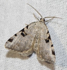 Macaria bitactata