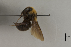 Bombus variabilis