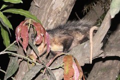 Didelphis marsupialis