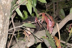 Didelphis marsupialis