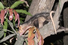Didelphis marsupialis