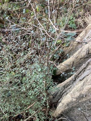 Coprosma crassifolia