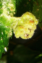 Tetraneura caerulescens