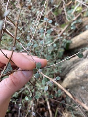 Coprosma crassifolia
