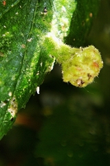 Tetraneura caerulescens