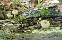 Lentinellus subaustralis