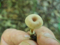 Lentinellus subaustralis