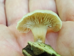 Lentinellus subaustralis