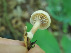 Lentinellus subaustralis