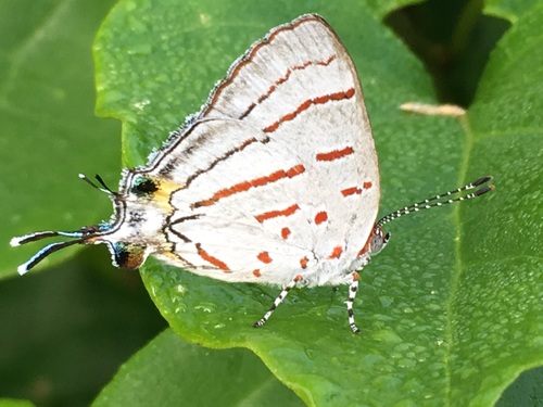 Malagasy Hairstreak