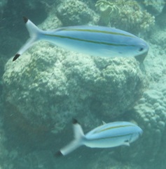 Pterocaesio digramma