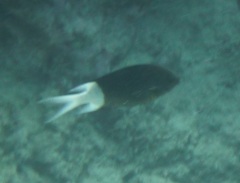 Pycnochromis margaritifer