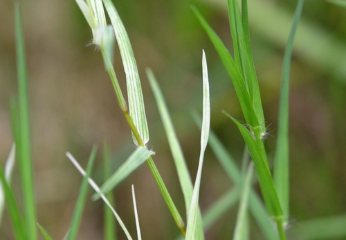 Cynodon dactylon iNat (1)