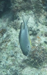 Amblyglyphidodon leucogaster