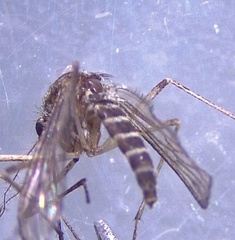 Aedes increpitus
