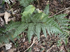 Dennstaedtia bipinnata