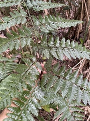 Dennstaedtia bipinnata