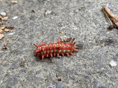 Histia flabellicornis