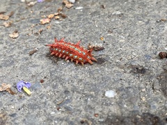 Histia flabellicornis