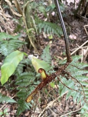 Dennstaedtia bipinnata