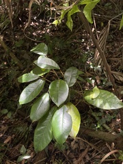 Ficus trigonata