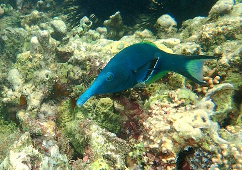 Bird wrasse (Gomphosus caeruleus) — Labridae — 5